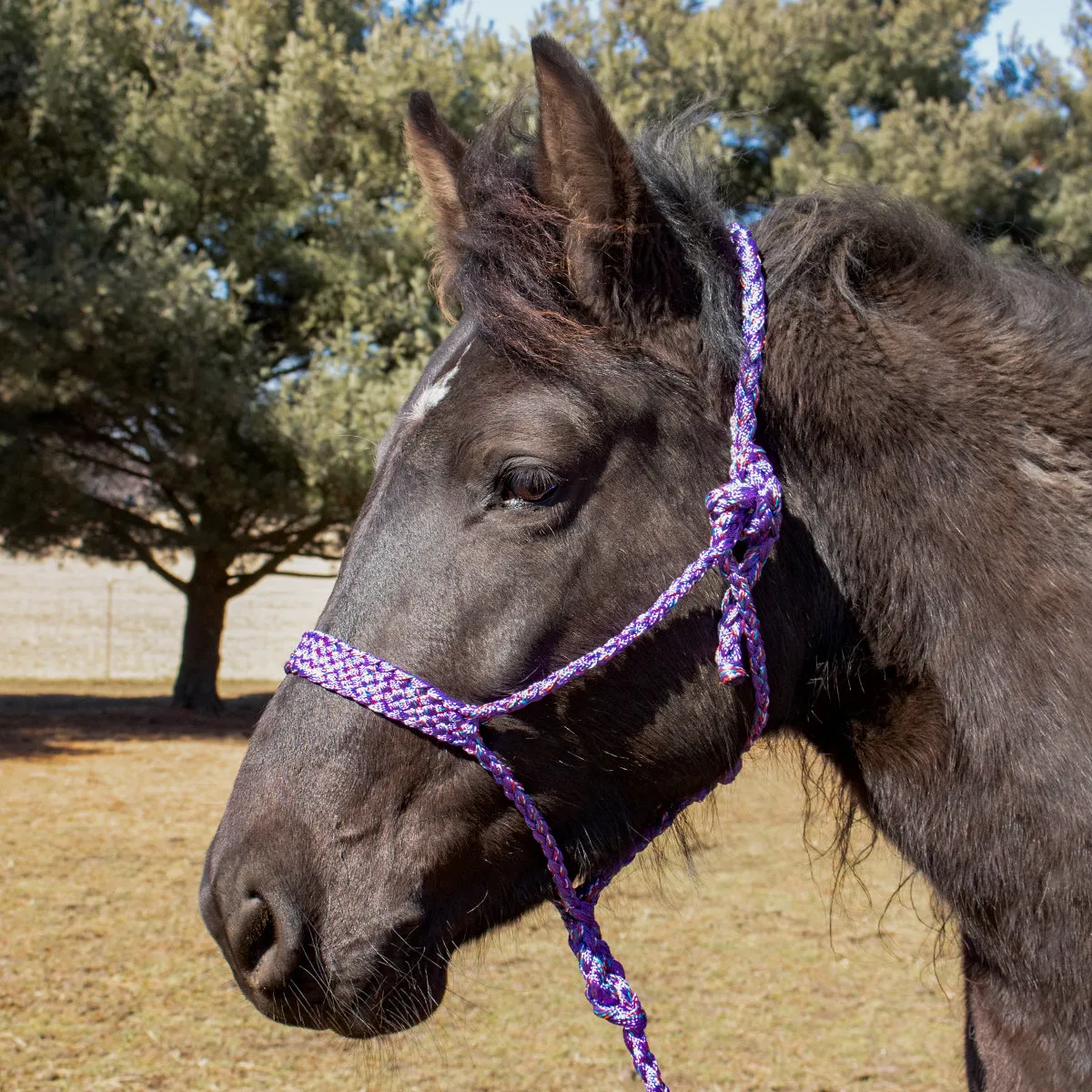Tough 1 Purple/Multicolored Mule Tape Halter with 10' Lead Rope